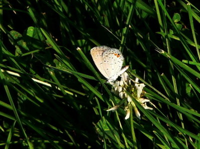 E Tailed Blue