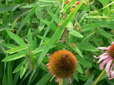 Happy Monarch Larvae
on Butterfly Milkweed