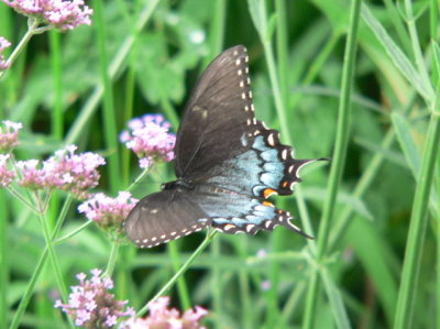 female black-phased E Tiger Swallowtail