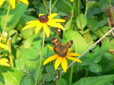 ?Pearl Crescent?