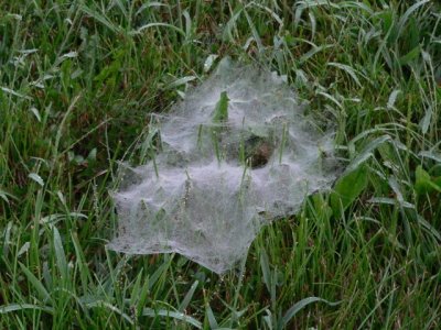 Grass Weaver Spider web
family Agelenidae
