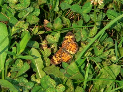 ?Pearl Crescent?