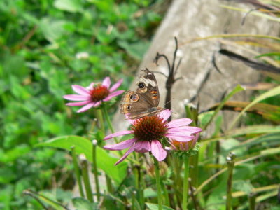 Battered Buckeye