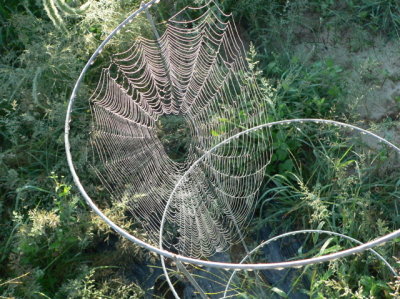Spiderweb on Tomato Cage