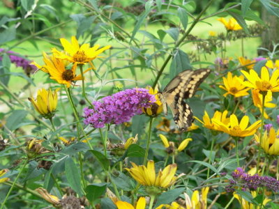 Tiger Swallowtail on Butterfly Bush