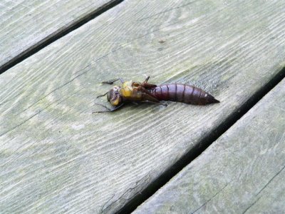 Dragonfly Nymph that
did not Make It.