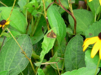 Peck's Skipper
