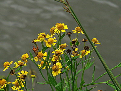 Fiery Skipper