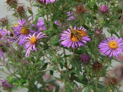 Fiery Skipper