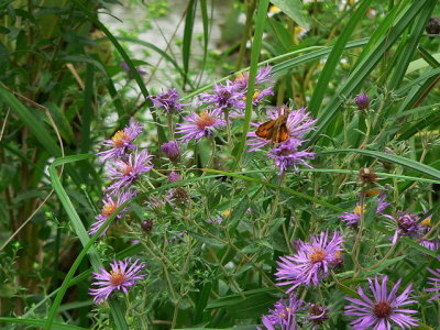 Fiery Skipper