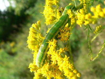 Goldenrod Hooded Owlet
Cucullia asteroides