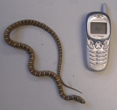 Florida Kingsnake
Lampropeltis getulus floridana
image by JLH