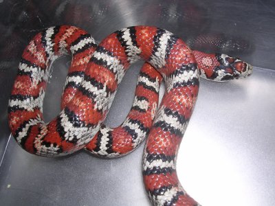 Variable Kingsnake
Lampropeltis mexicana thayeri
image by JLH