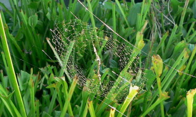 Spider Web w ornamentum