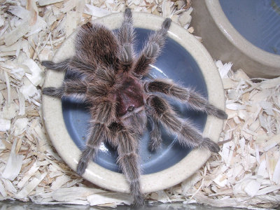 Rose Tarantula 
Grammostola rosea
image by JLH