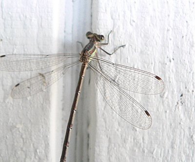 female spreadwing
most likely a Slender Spreadwing