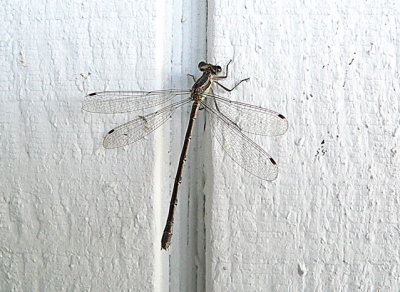 female spreadwing
most likely a Slender Spreadwing