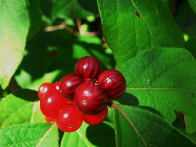 Honeysuckle Berries
ripe and not