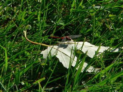 White-faced Meadowhawk sp
Sympetrum obstrusum