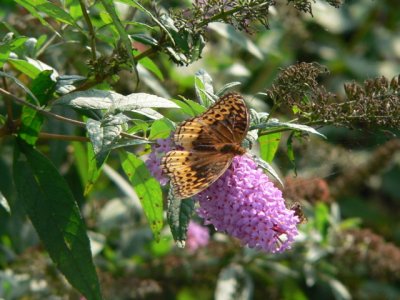 Great Spangled Frittilary