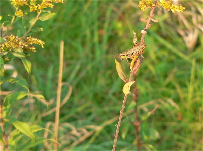 Grasshopper