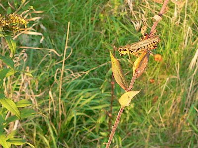 Grasshopper