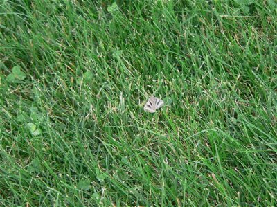 interesting moth