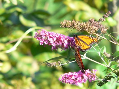 Monarchs on Buddleia