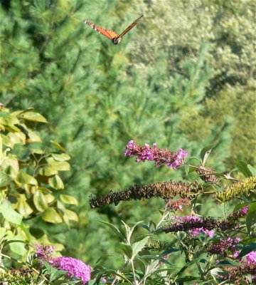 Monarch in Flight
