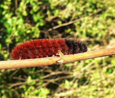 Wooly Bear
note rear leg action