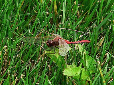 ~Cherry-faced Meadowhawk