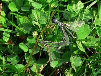 ~Lyre-tipped Damselflies