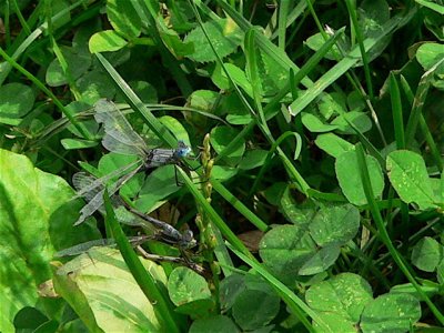 ~Lyre-tipped Damselfly