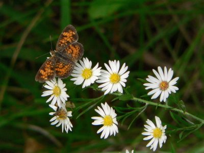 male Pearl Crescent
