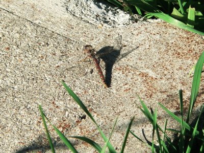 P1090246_1.jpg