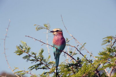 pilanesburg national park