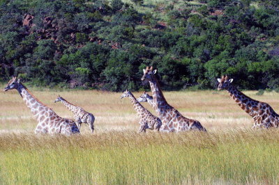 pilanesburg national park