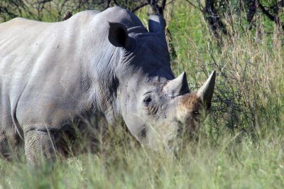 pilanesburg national park, south africa (3/06)