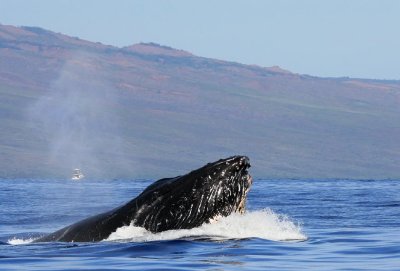 humpback whale