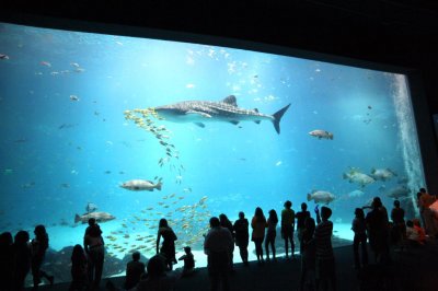 georgia aquarium