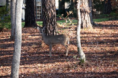 deer