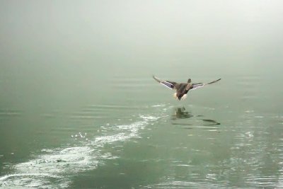 duck taking flight, the chattahoochee river national recreation area, medlock bridge unit