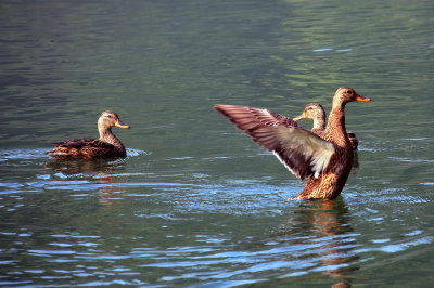 ducks, the chattahoochee river national recreation area, medlock bridge unit