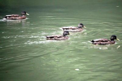 ducks in the chattahoochee, the chattahoochee river national recreation area, medlock bridge unit