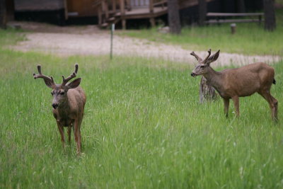 Deer2