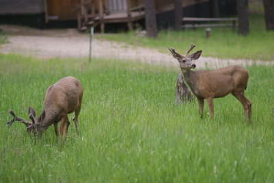 Deer