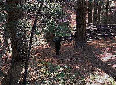 baby bear