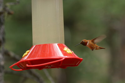 Hummer