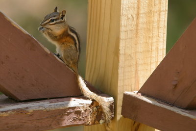 Ground squirrel