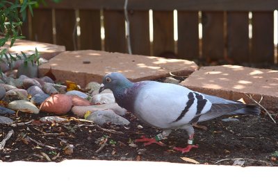 Cecil - The lost homing pigeon